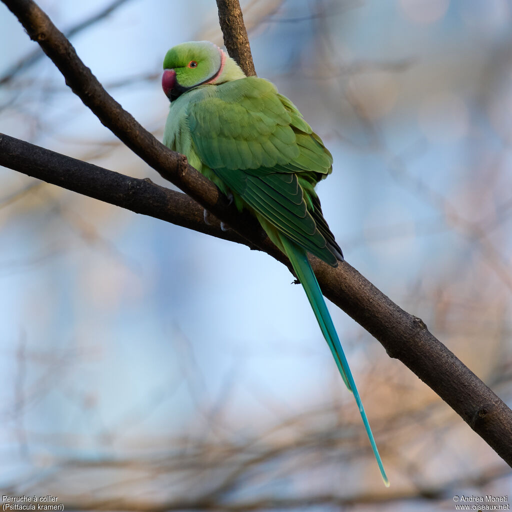 Perruche à collieradulte, portrait