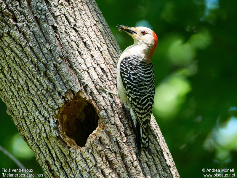 Red-bellied Woodpecker