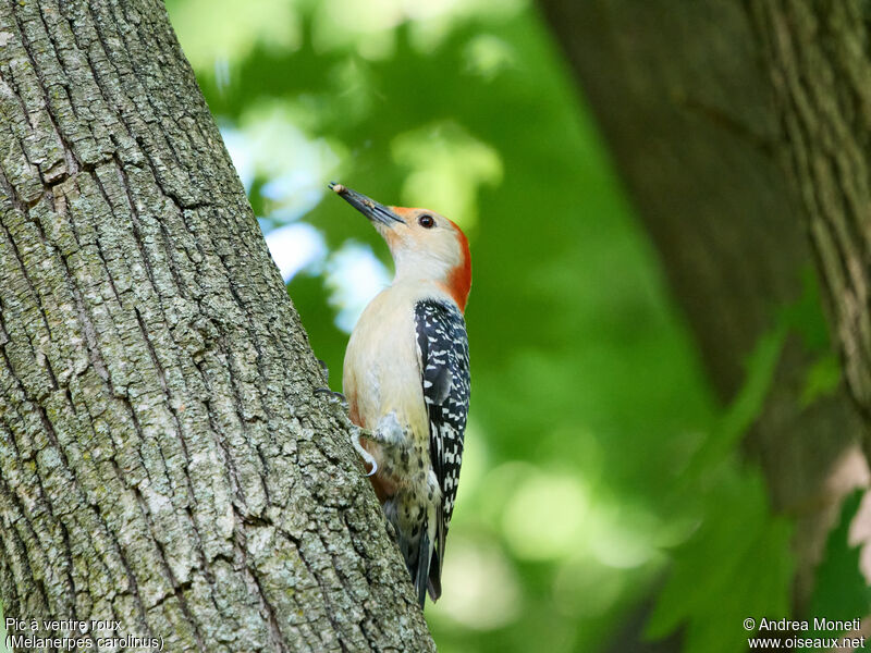 Red-bellied Woodpecker