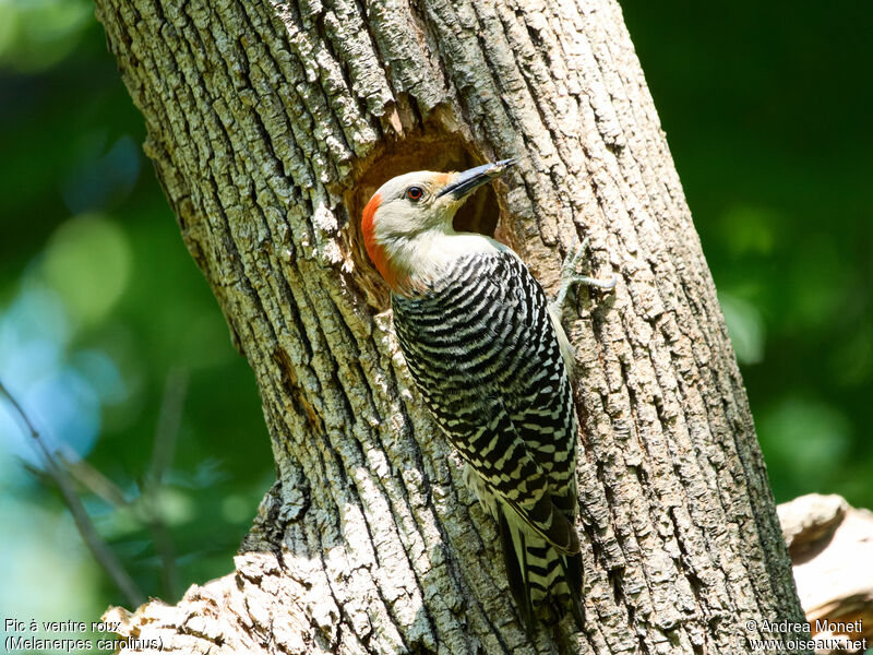 Red-bellied Woodpecker