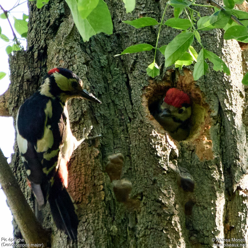 Great Spotted Woodpecker, close-up portrait