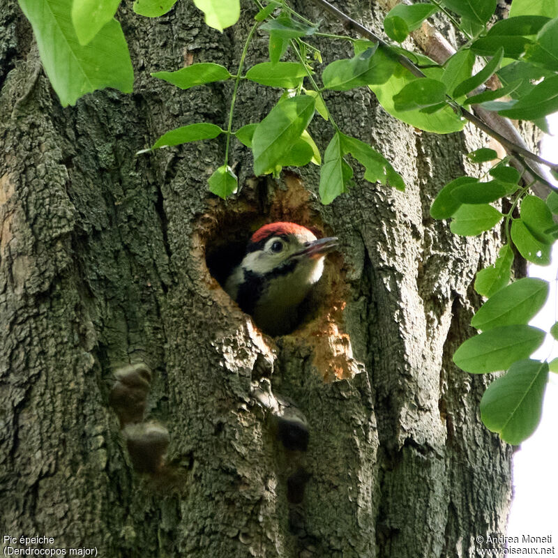 Great Spotted Woodpecker