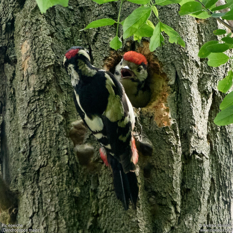 Great Spotted Woodpecker, close-up portrait