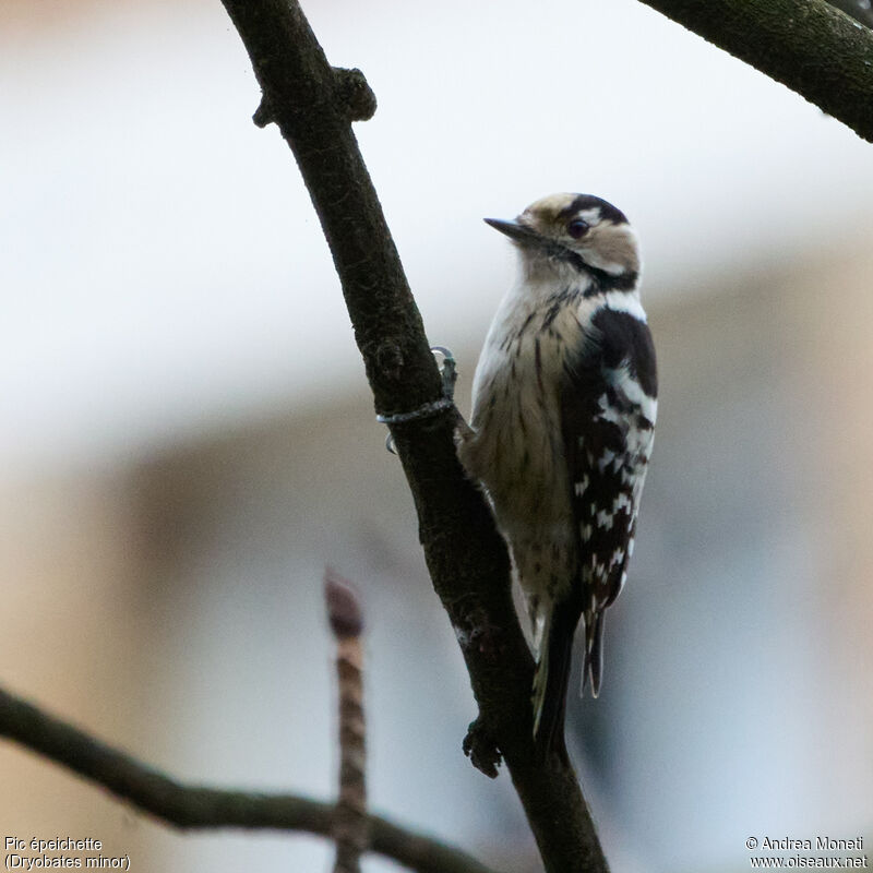 Pic épeichetteadulte, identification