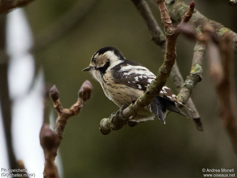 Lesser Spotted Woodpeckeradult, identification