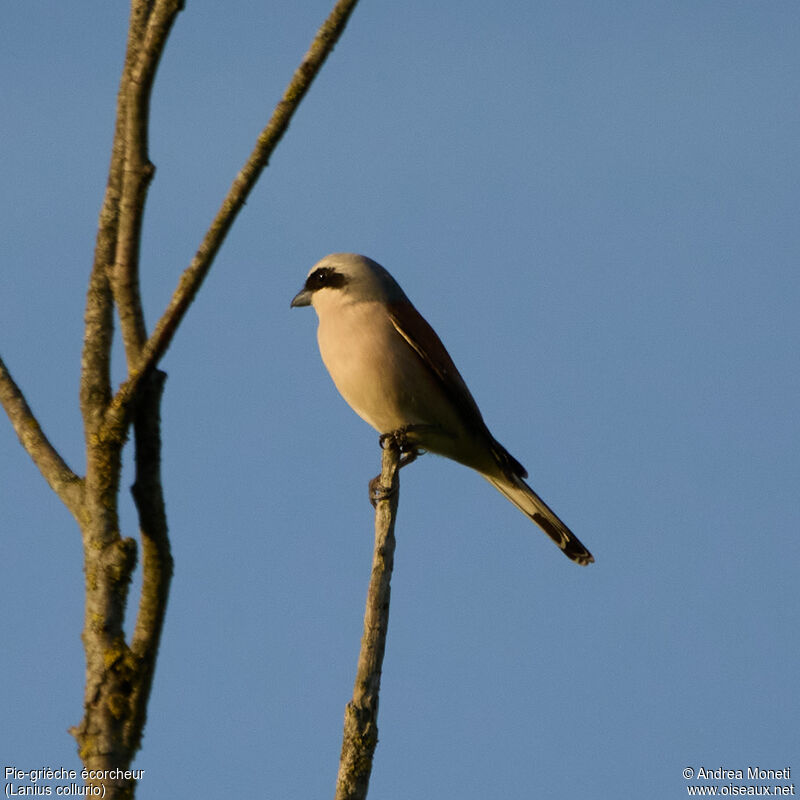 Pie-grièche écorcheuradulte, portrait