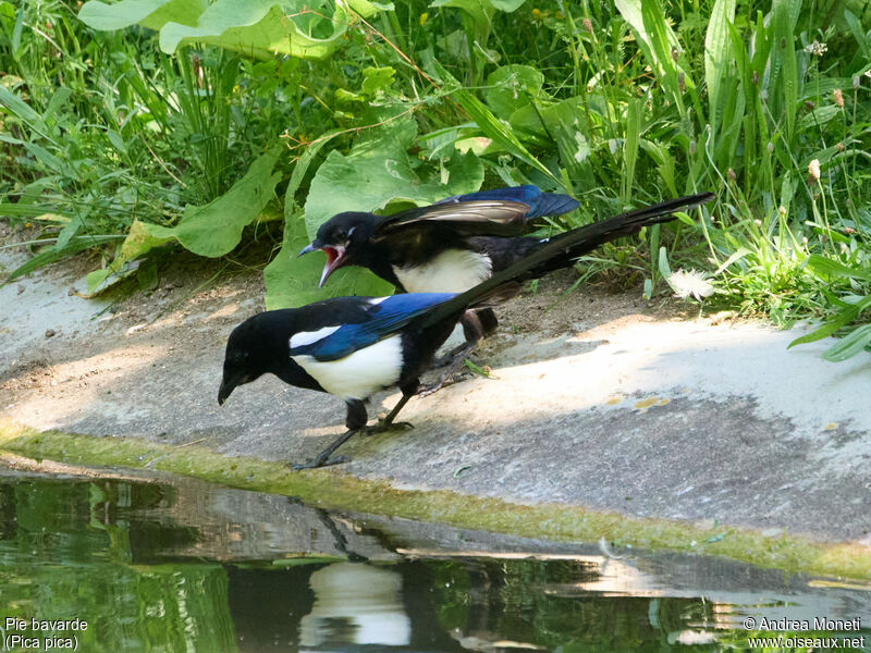 Eurasian Magpie, close-up portrait, Reproduction-nesting