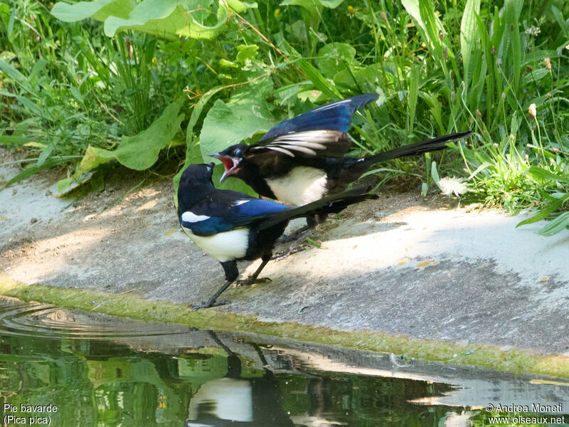 Eurasian Magpie, close-up portrait, Reproduction-nesting