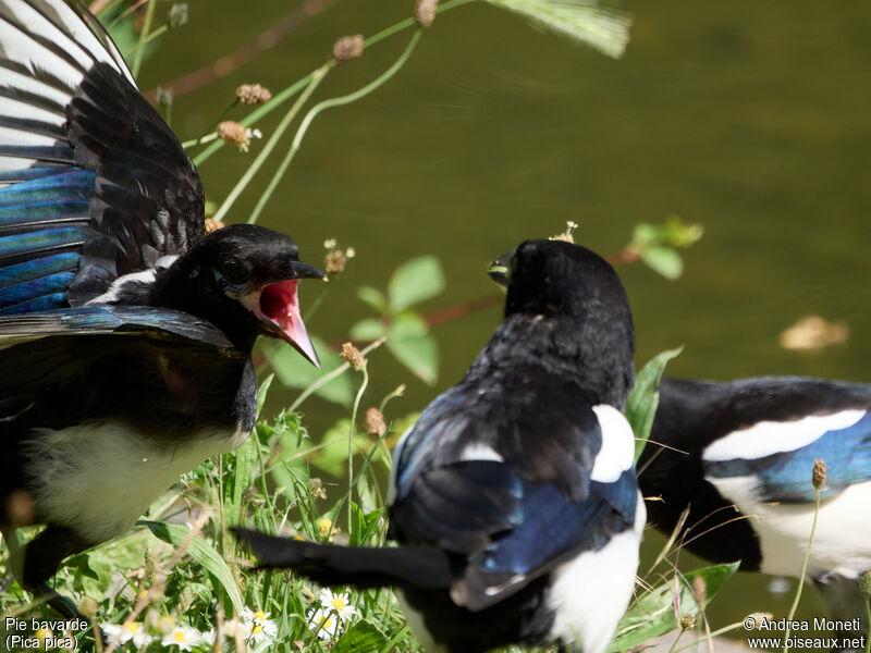 Eurasian Magpie, close-up portrait, Reproduction-nesting