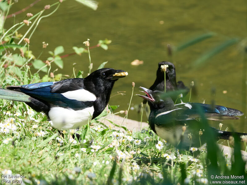 Eurasian Magpie, close-up portrait, Reproduction-nesting