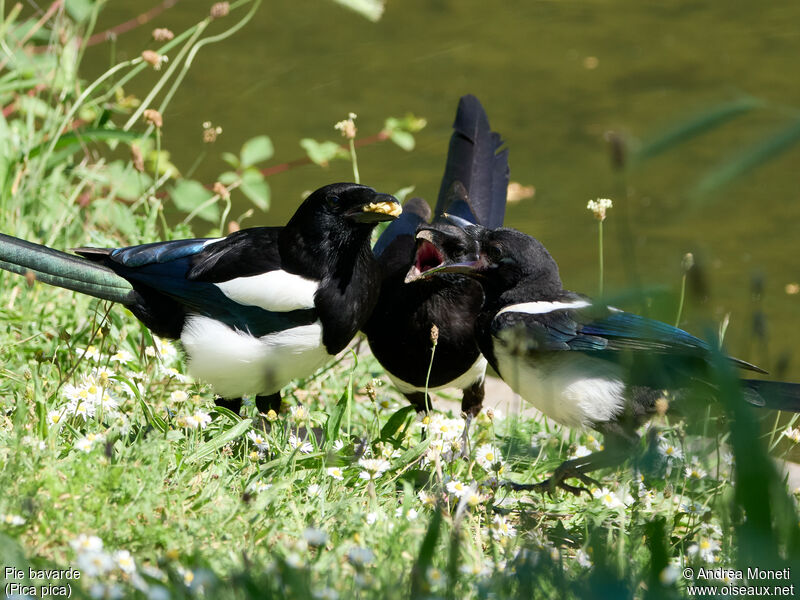 Eurasian Magpie, close-up portrait, Reproduction-nesting