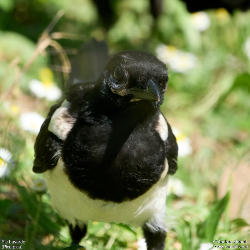 Eurasian Magpiejuvenile, close-up portrait