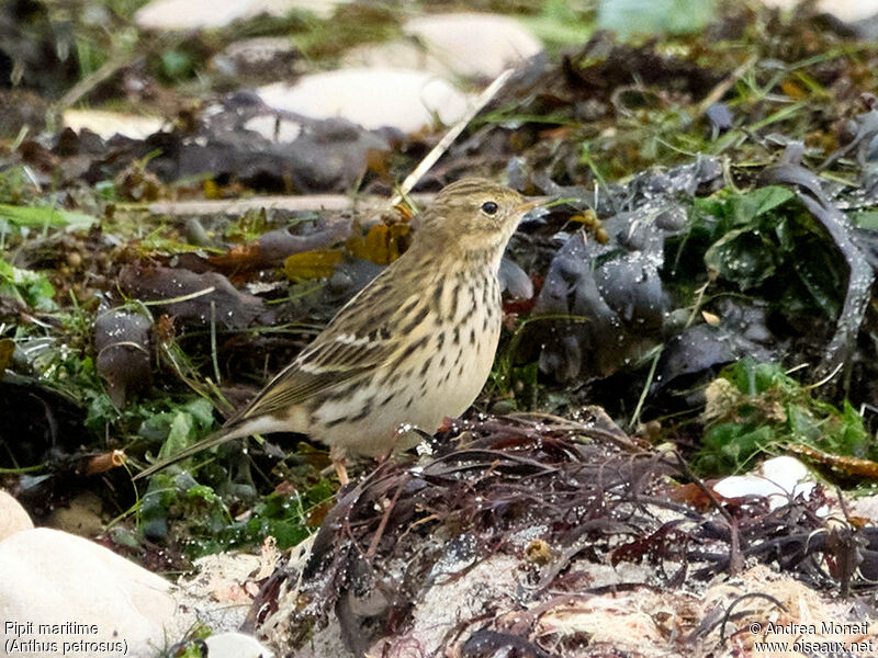 Pipit maritime, portrait