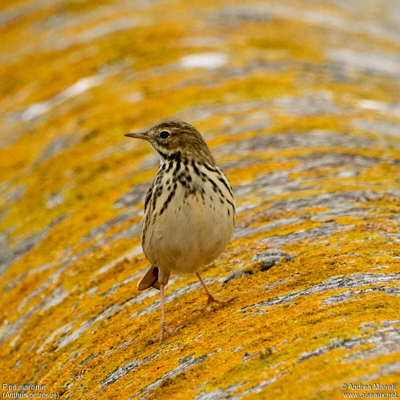 European Rock Pipit, close-up portrait