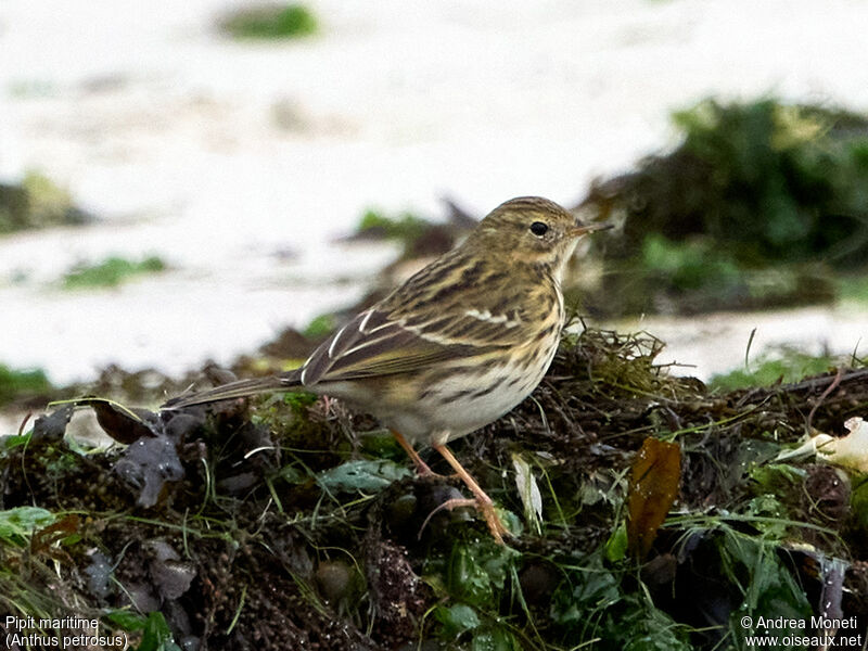 Pipit maritime, portrait