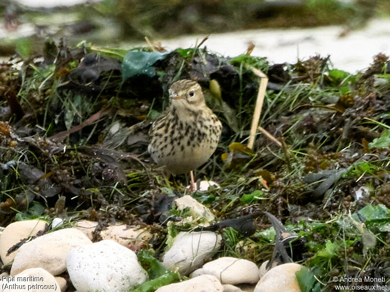 Pipit maritime, portrait