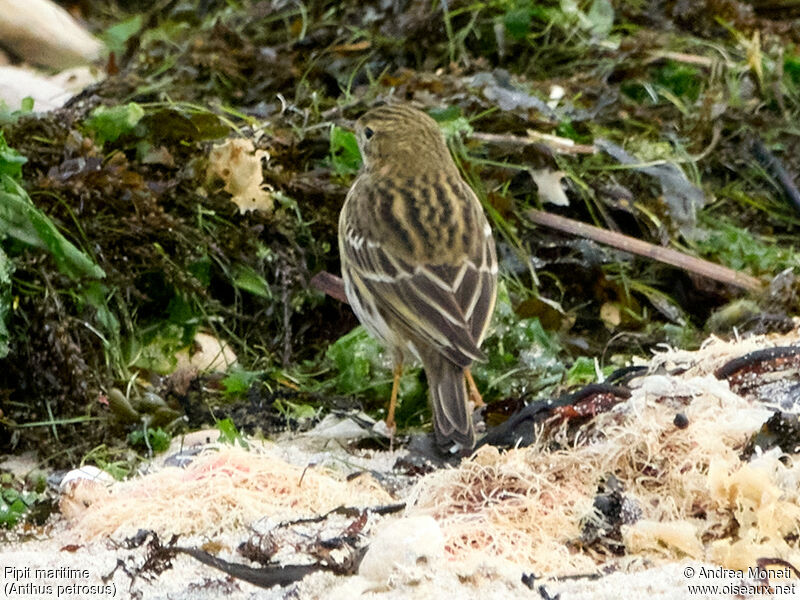 Pipit maritime, portrait