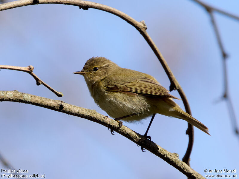 Common Chiffchaffadult, close-up portrait