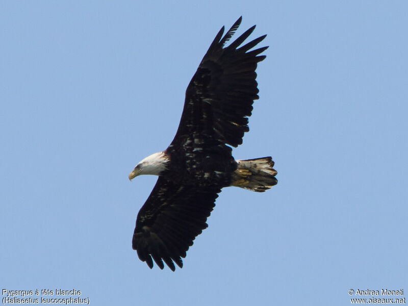 Bald Eagleadult, Flight