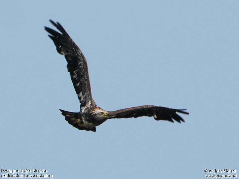 Bald Eagleimmature, Flight