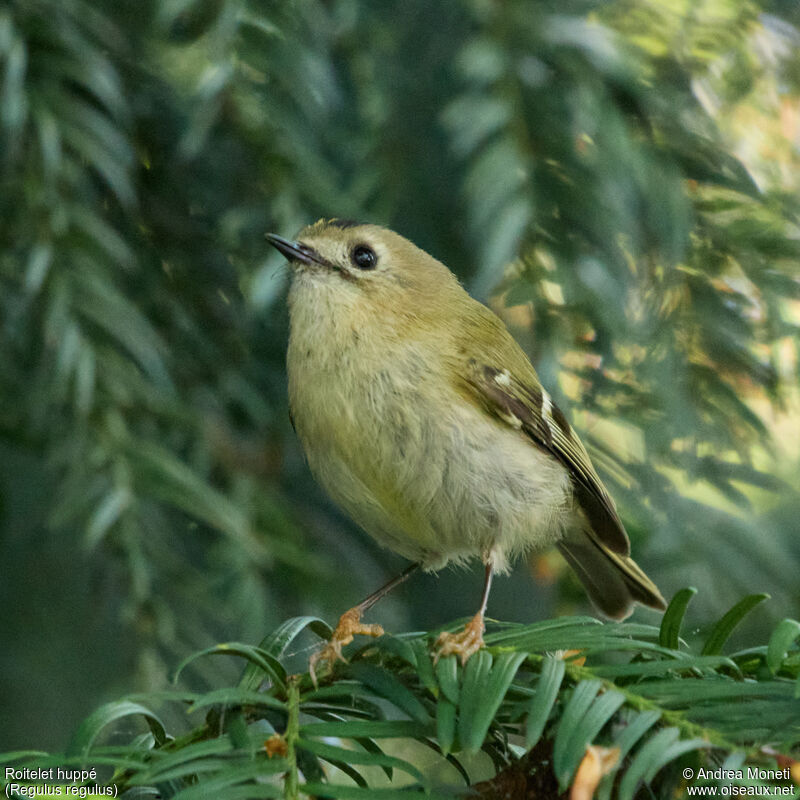 Goldcrest male adult, close-up portrait