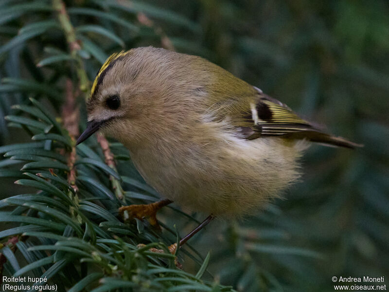 Goldcrest