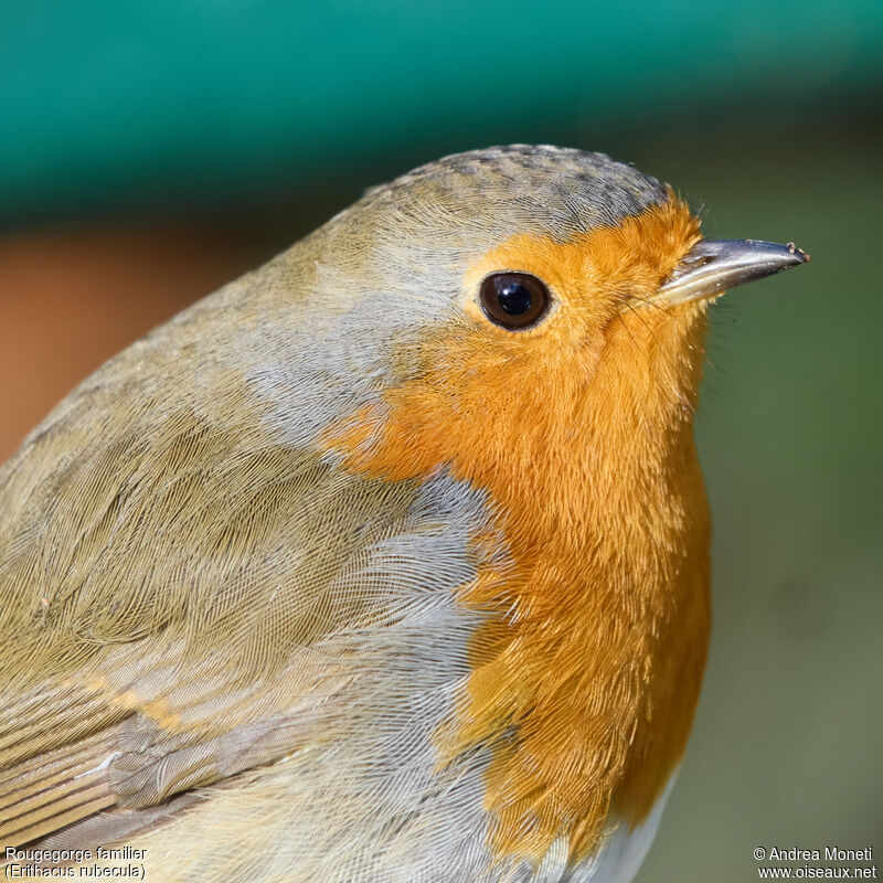 European Robinadult, close-up portrait