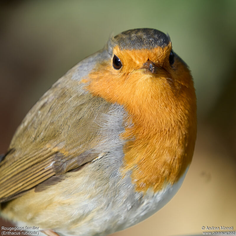 European Robinadult, close-up portrait