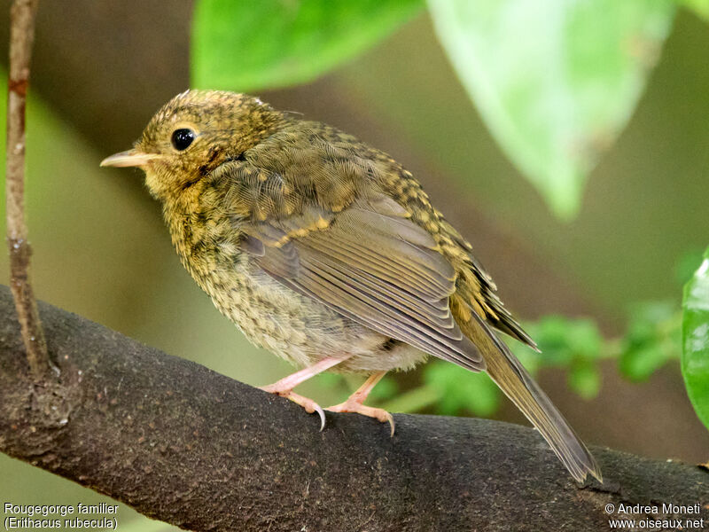 European Robinjuvenile, close-up portrait