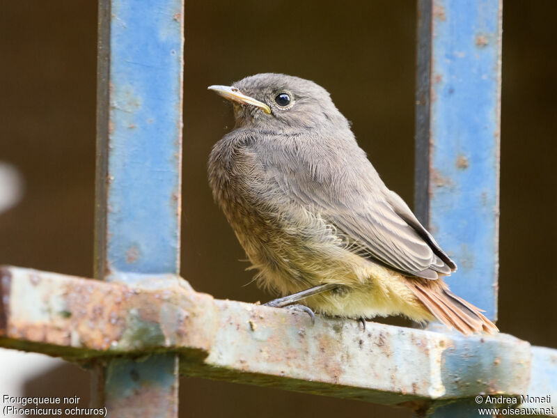 Rougequeue noirjuvénile, portrait