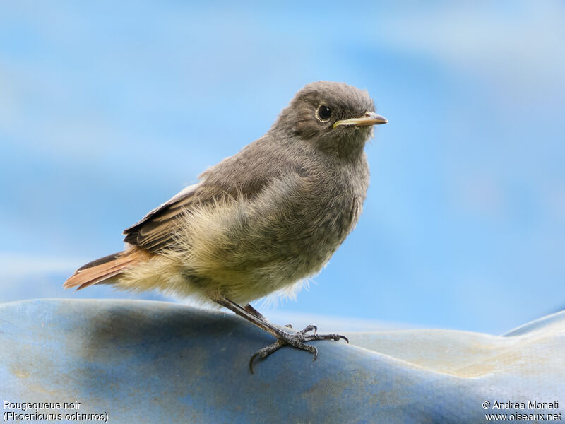 Rougequeue noirjuvénile, portrait