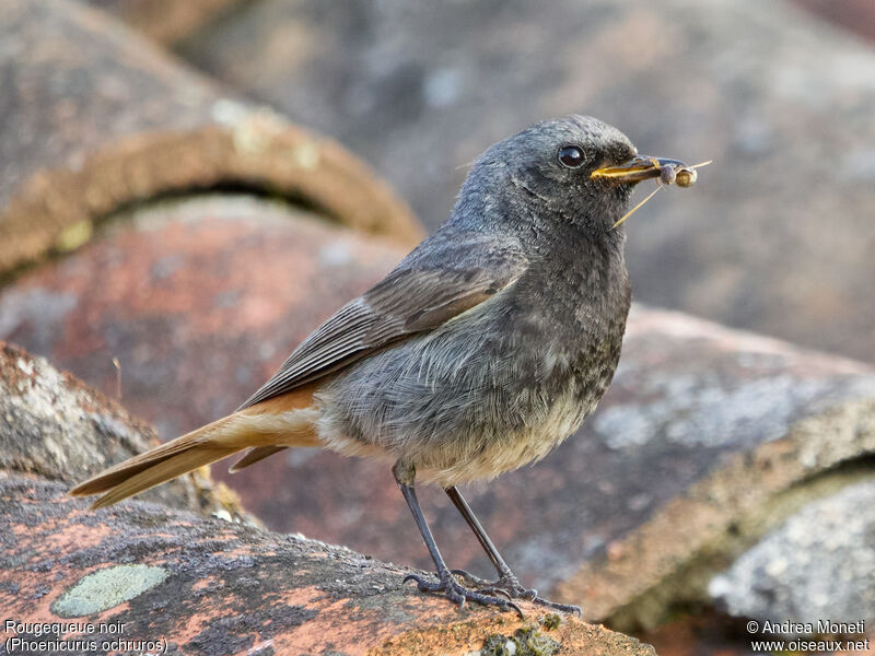 Black Redstart male adult, close-up portrait