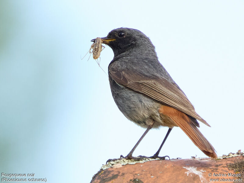 Black Redstartadult, close-up portrait