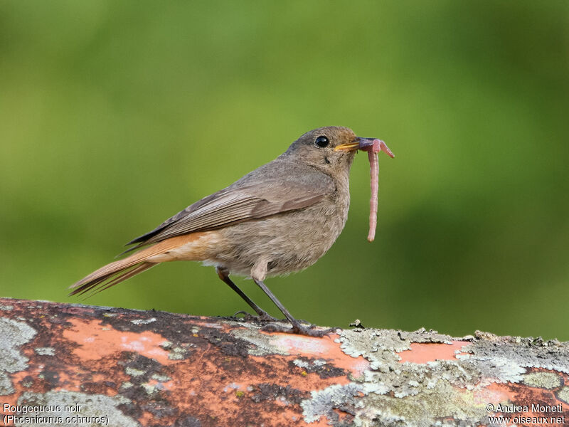 Black Redstart female adult, close-up portrait