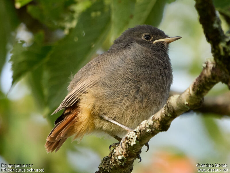 Rougequeue noirjuvénile, portrait