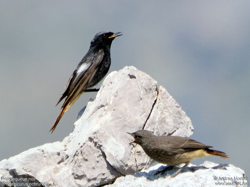 Black Redstart