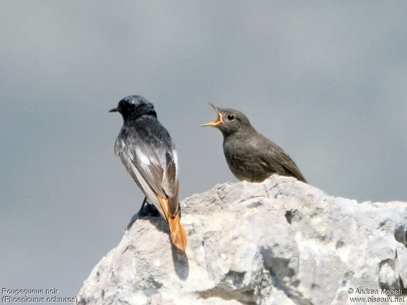 Black Redstart