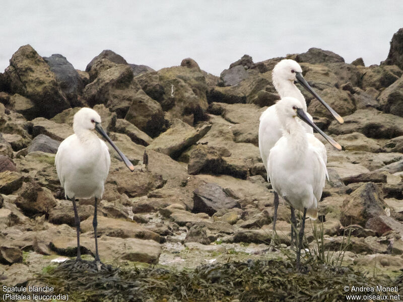 Eurasian Spoonbill