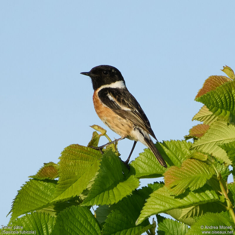 European Stonechat male, close-up portrait, aspect