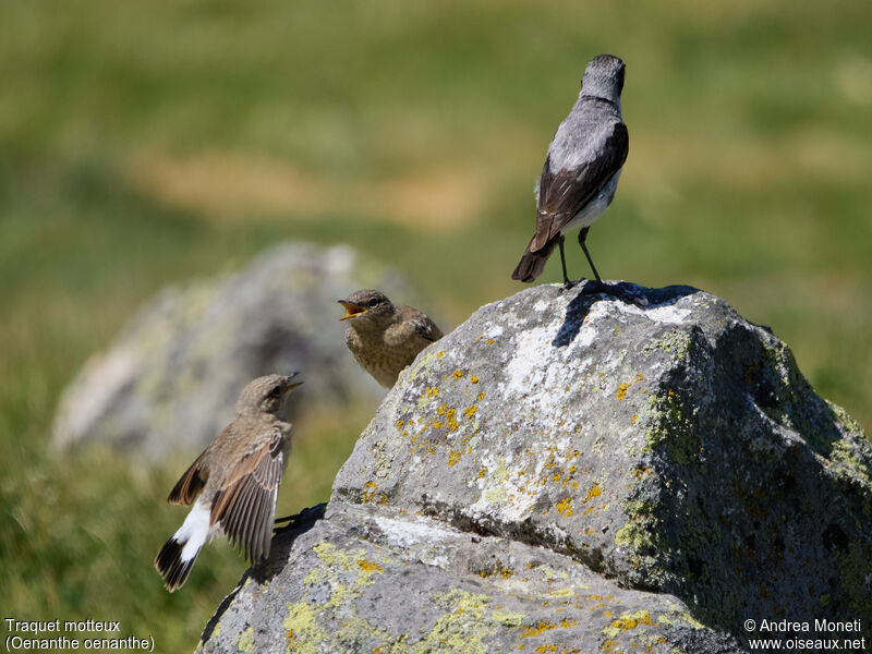 Northern Wheatear