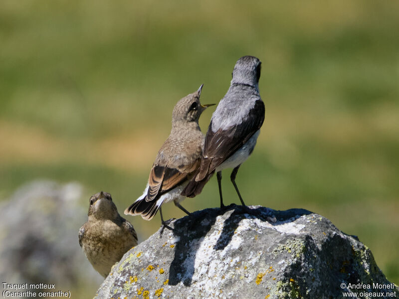 Northern Wheatear