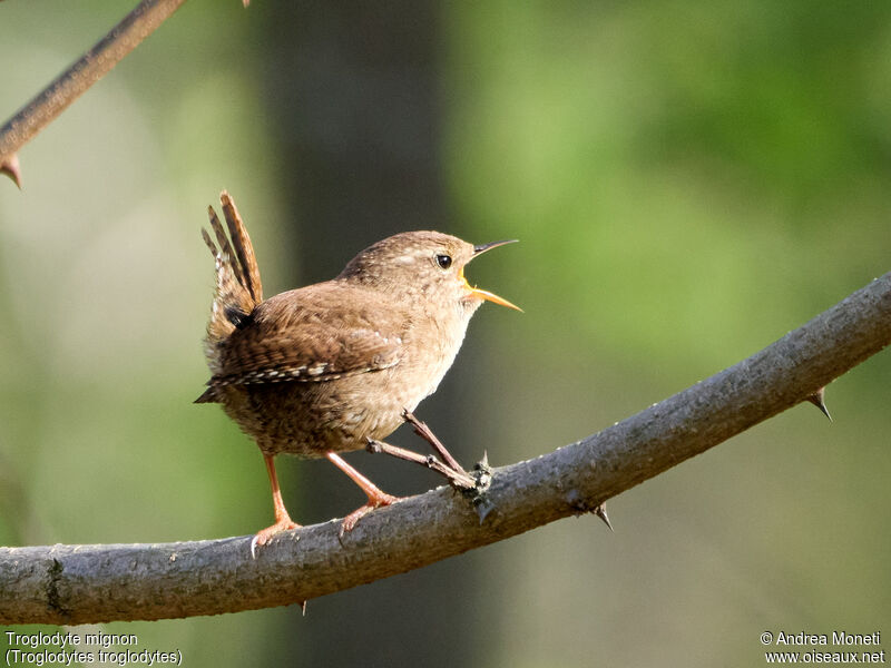 Eurasian Wrenadult, close-up portrait, song