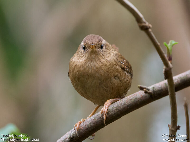 Troglodyte mignon