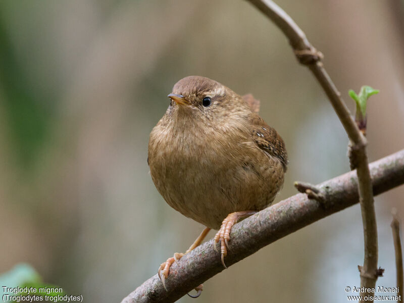 Troglodyte mignon