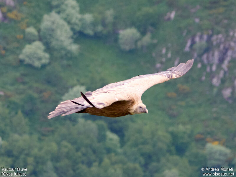 Griffon Vultureadult, Flight