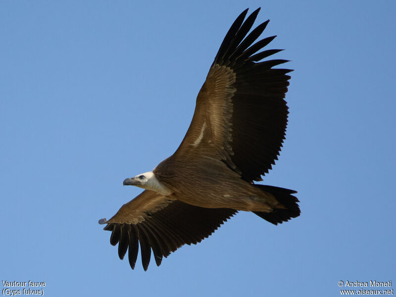 Griffon Vulturejuvenile, Flight