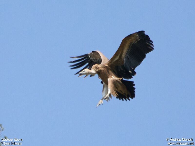 Vautour fauve