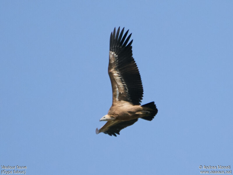 Vautour fauve