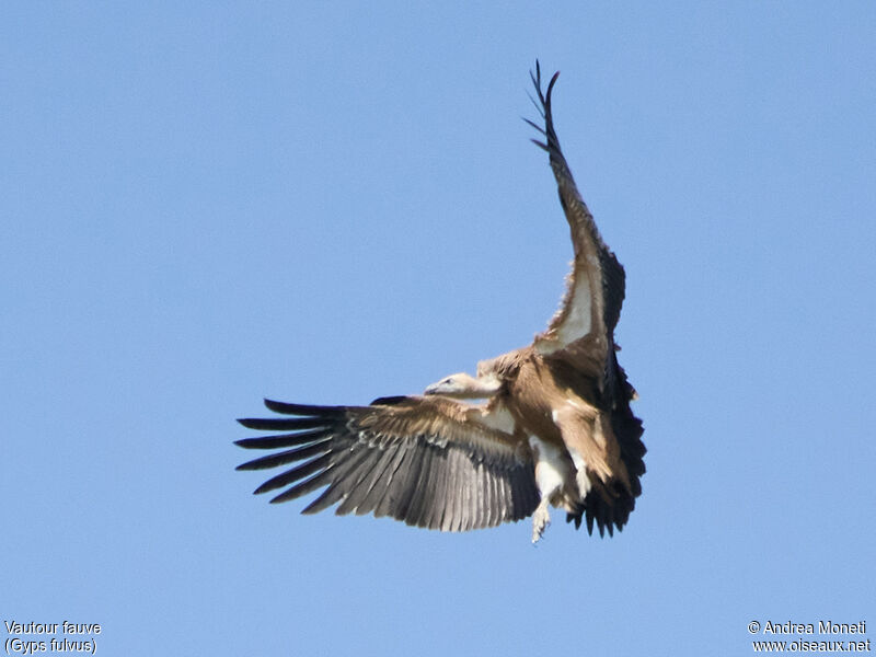 Vautour fauve