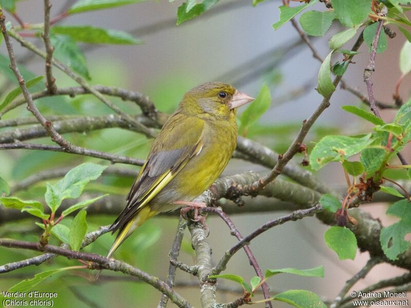 European Greenfinch, close-up portrait